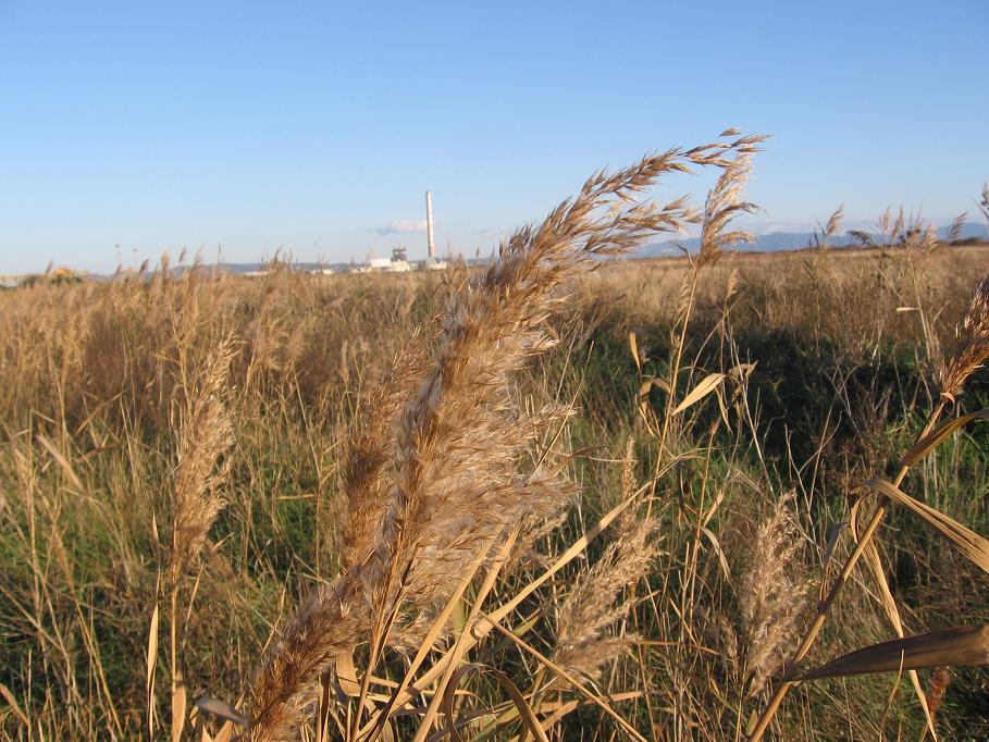 golfo Follonica - Phragmites australis